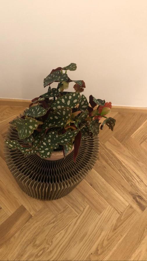 Home4Holidays San Carlo 都灵 外观 照片